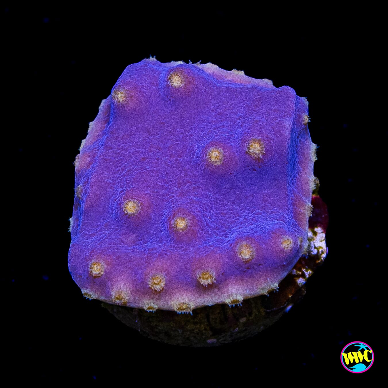 WWC Lakerz Turbinaria