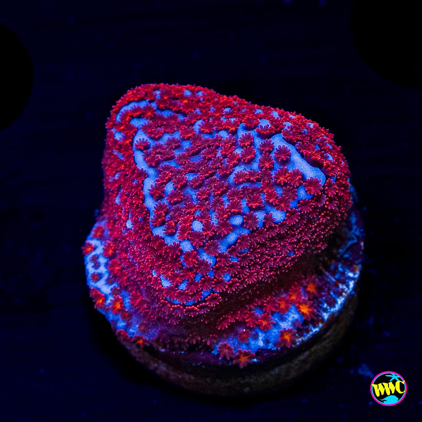 WWC Superman Montipora