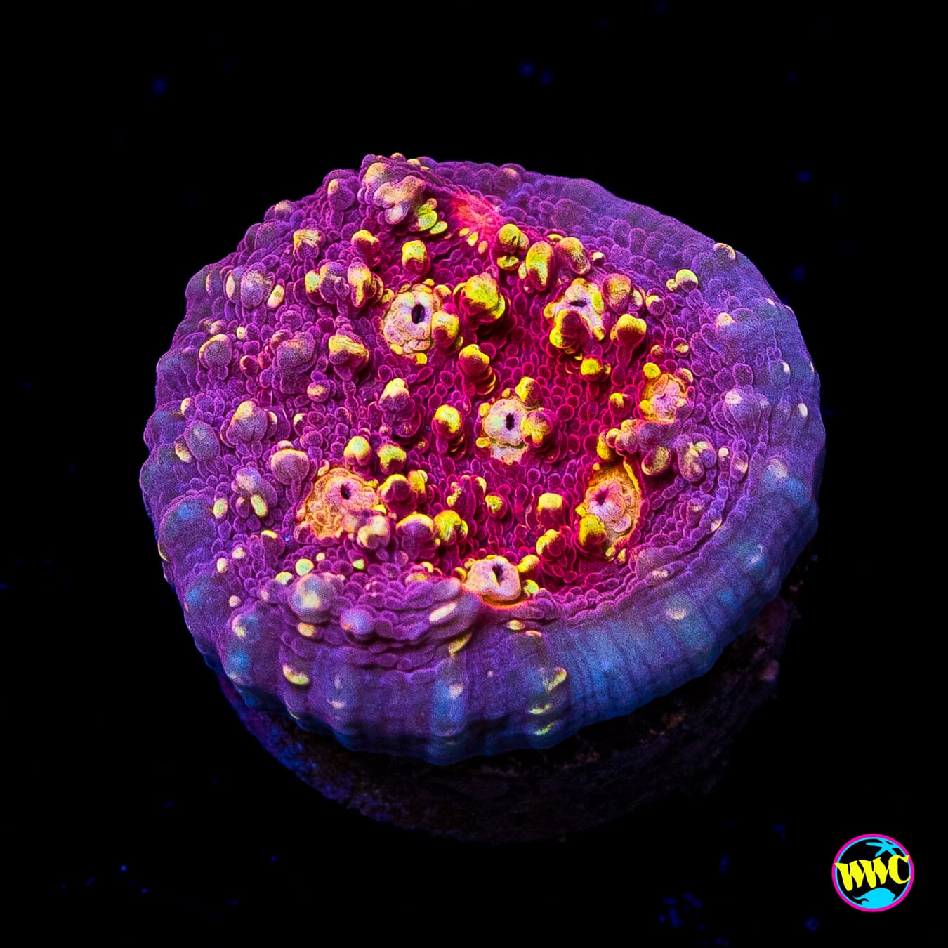 Jason Fox Goldmeister Chalice