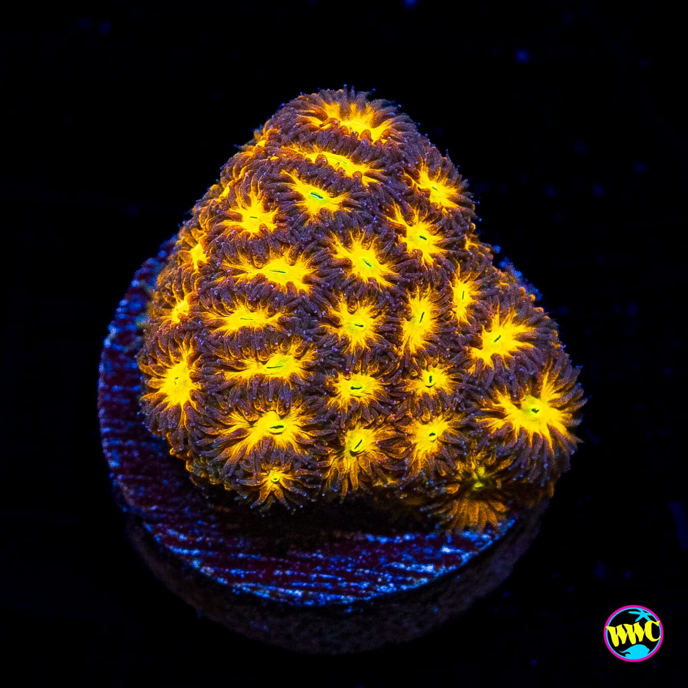 WWC Honeycomb Leptastrea