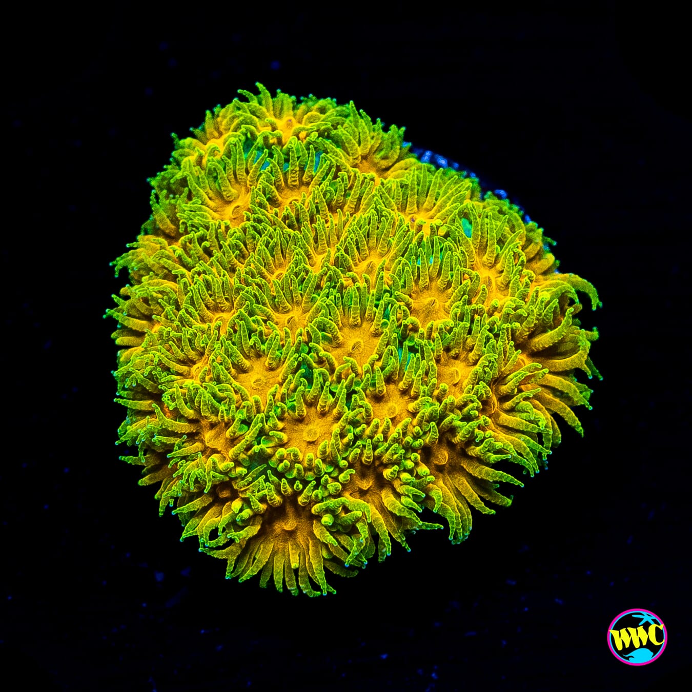 WWC Rogue Leptastrea
