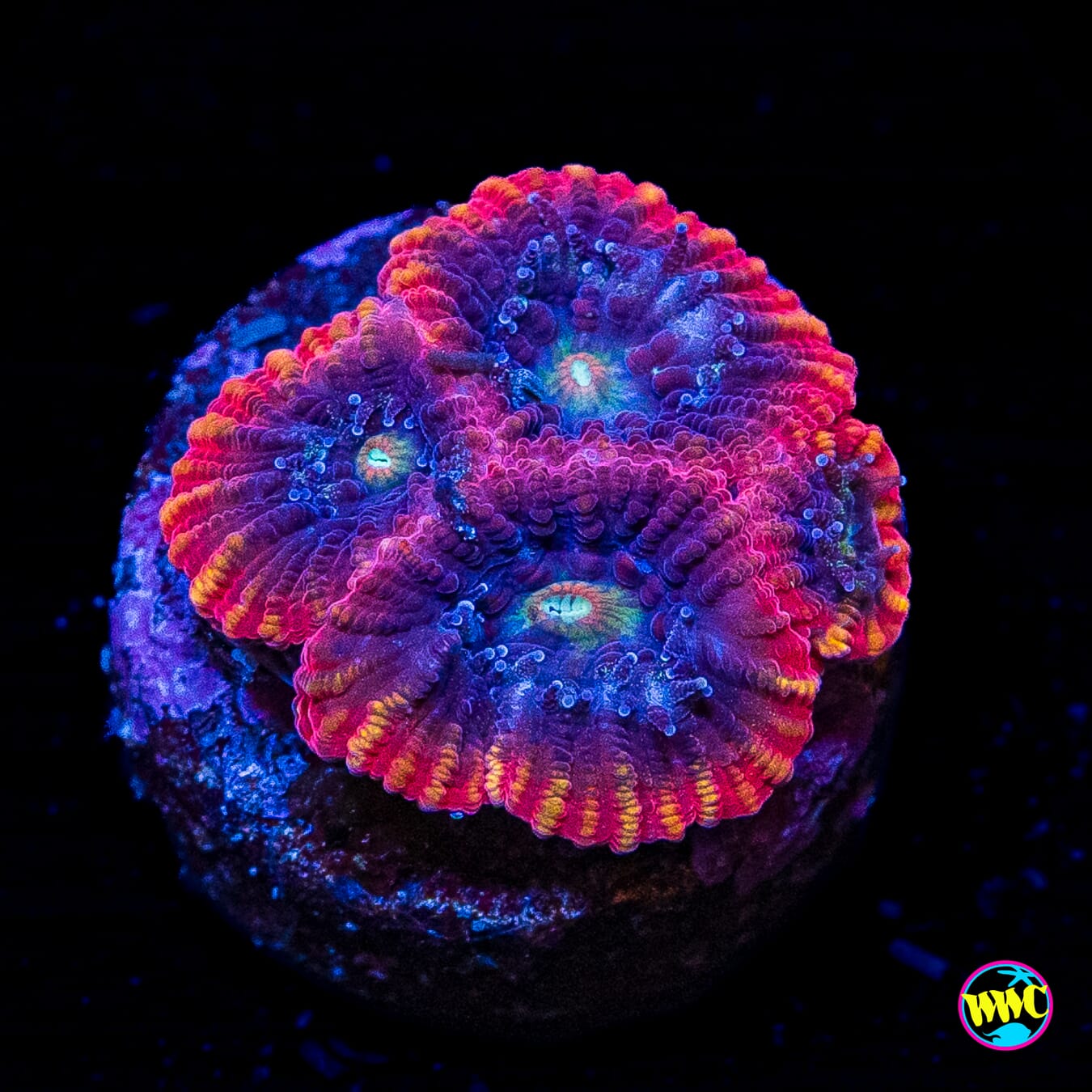 WWC Ring of Fire Favia