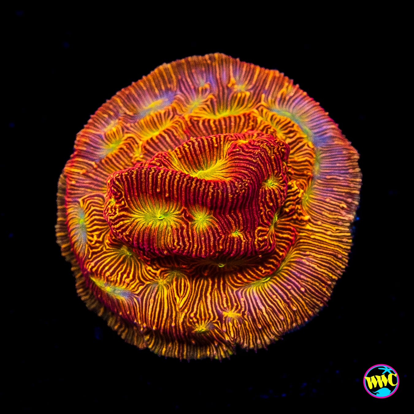 Jason Fox Lethal Leptoseris