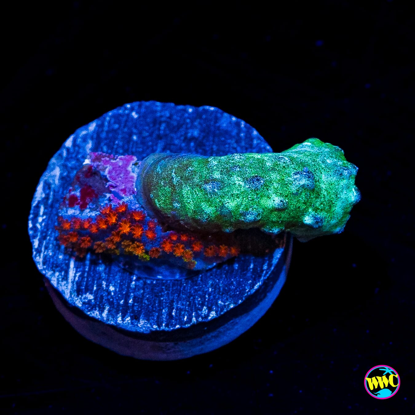 JDubs Special Snake Polyp