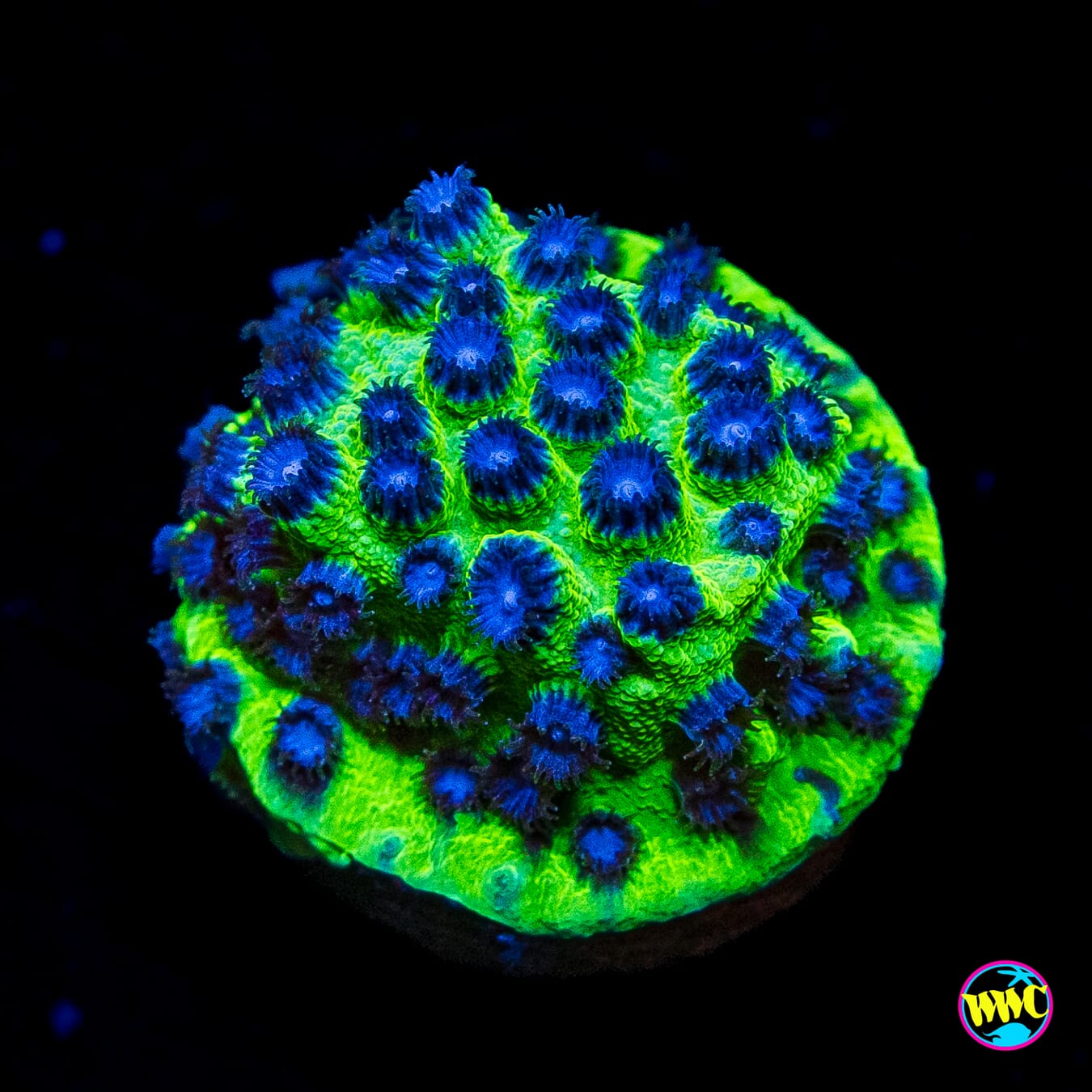 Jason Fox Master PPE Cyphastrea