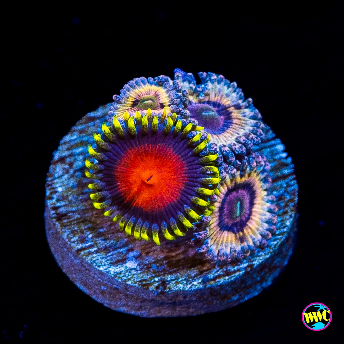 WWC Rising Suns and Queen Stratosphere Combo Zoanthids