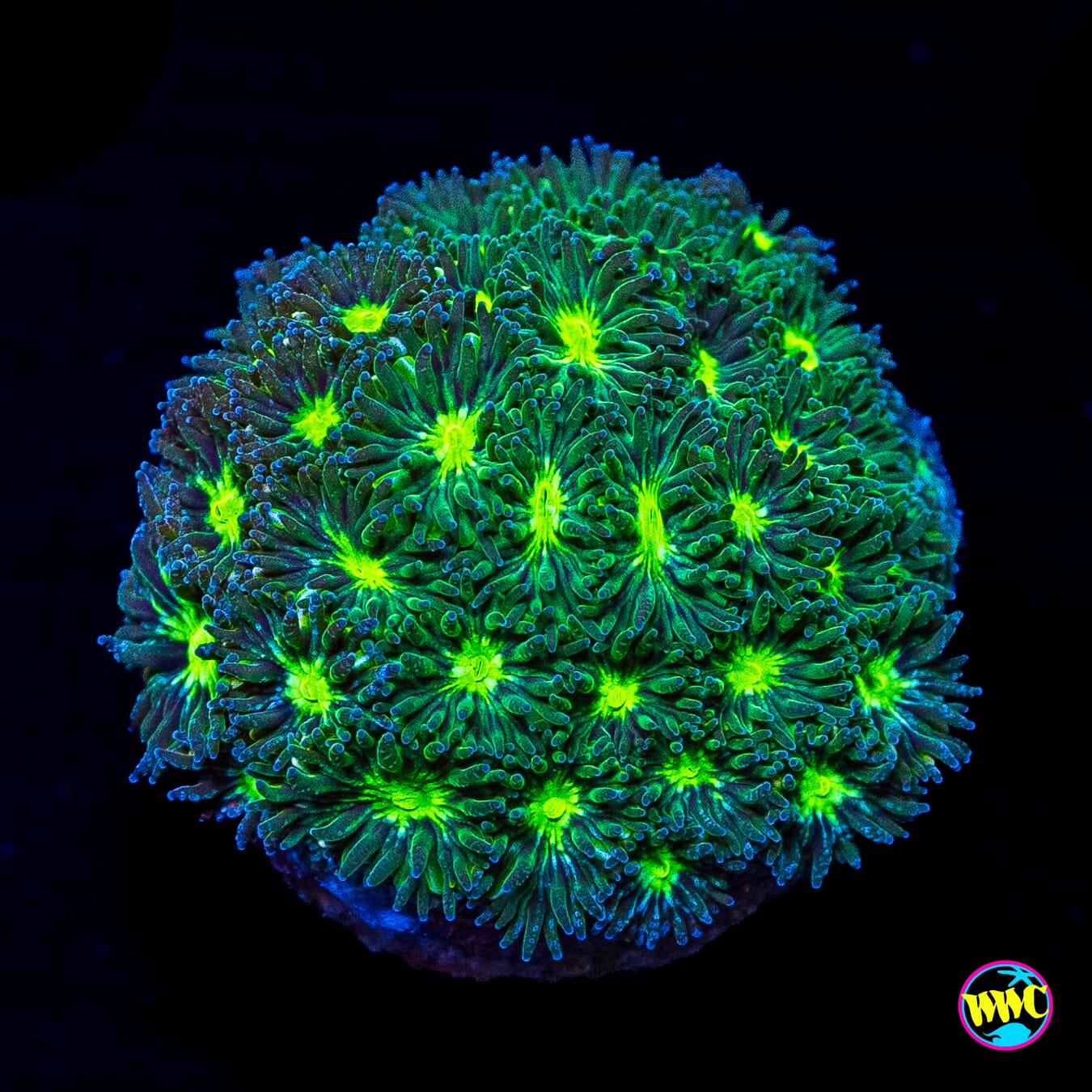 WWC Slimetime Leptastrea