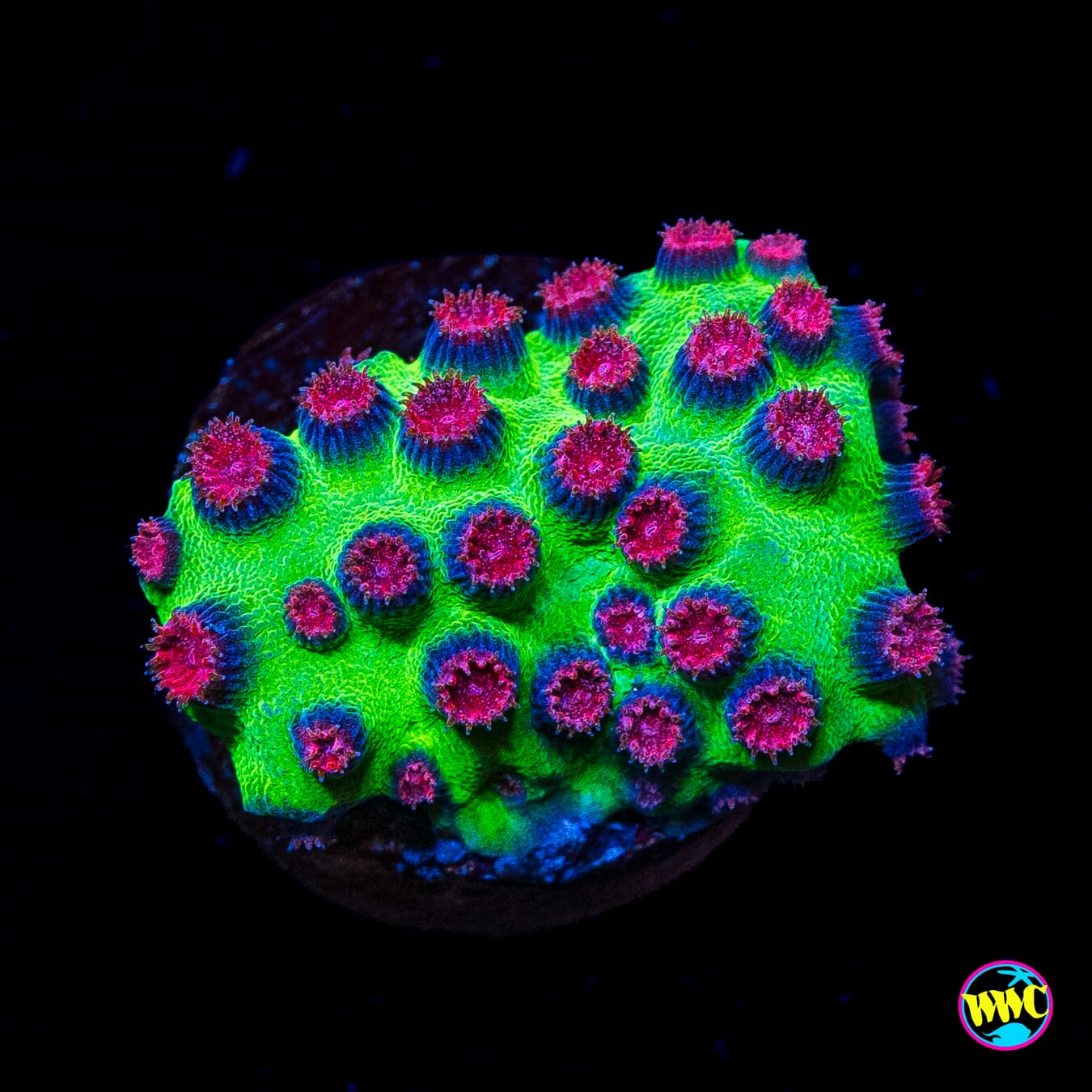 Jason Fox Alien Pox Cyphastrea