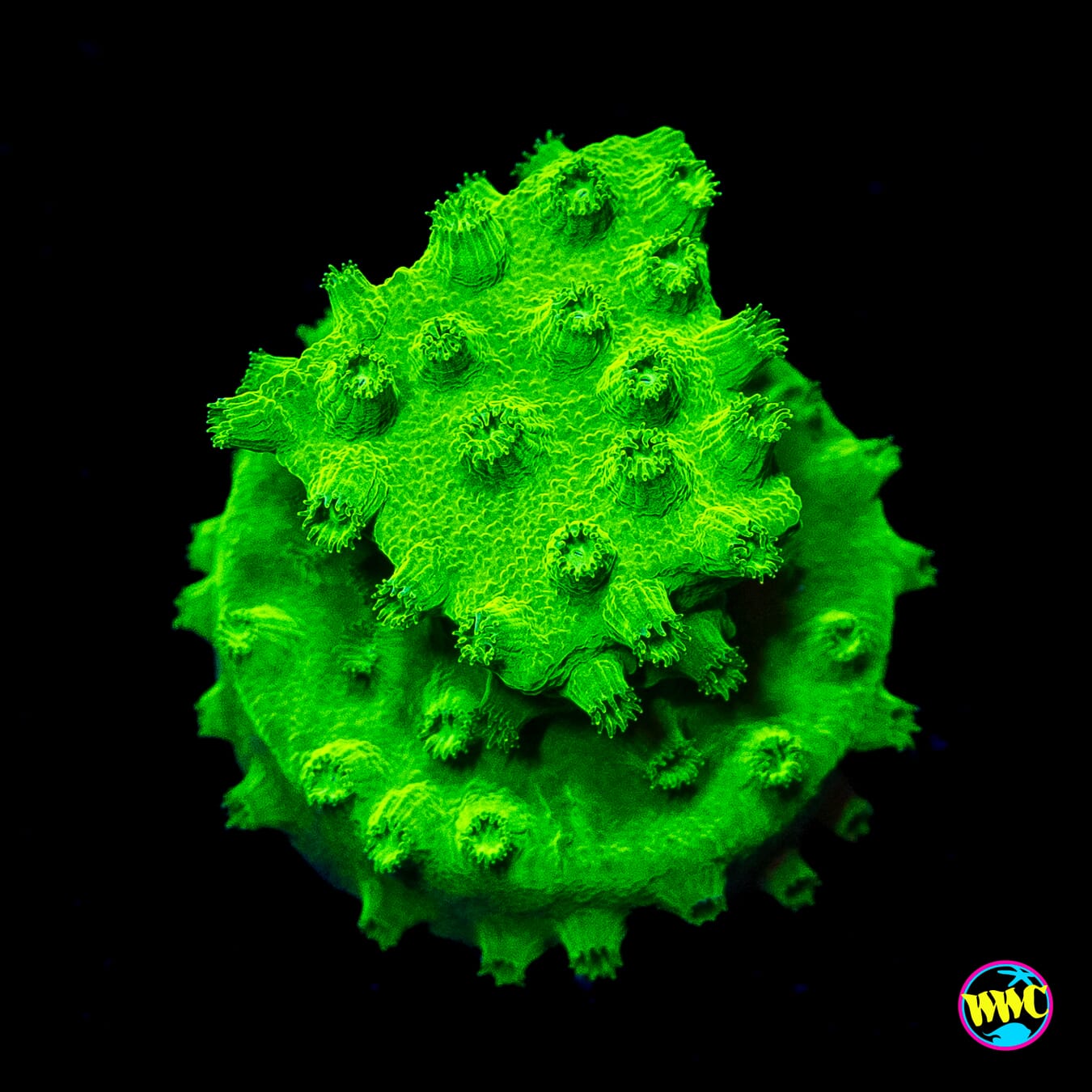 WWC Lime Green Cyphastrea