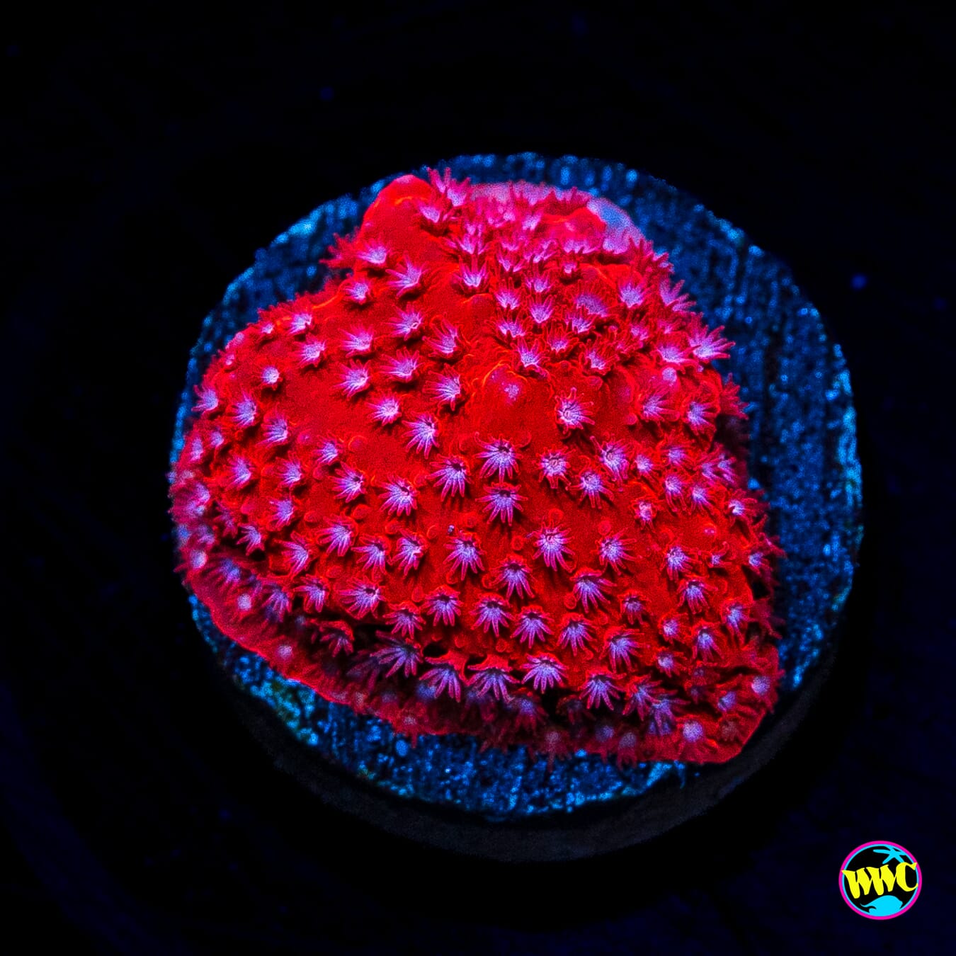 WWC Firecracker Stylocoeniella