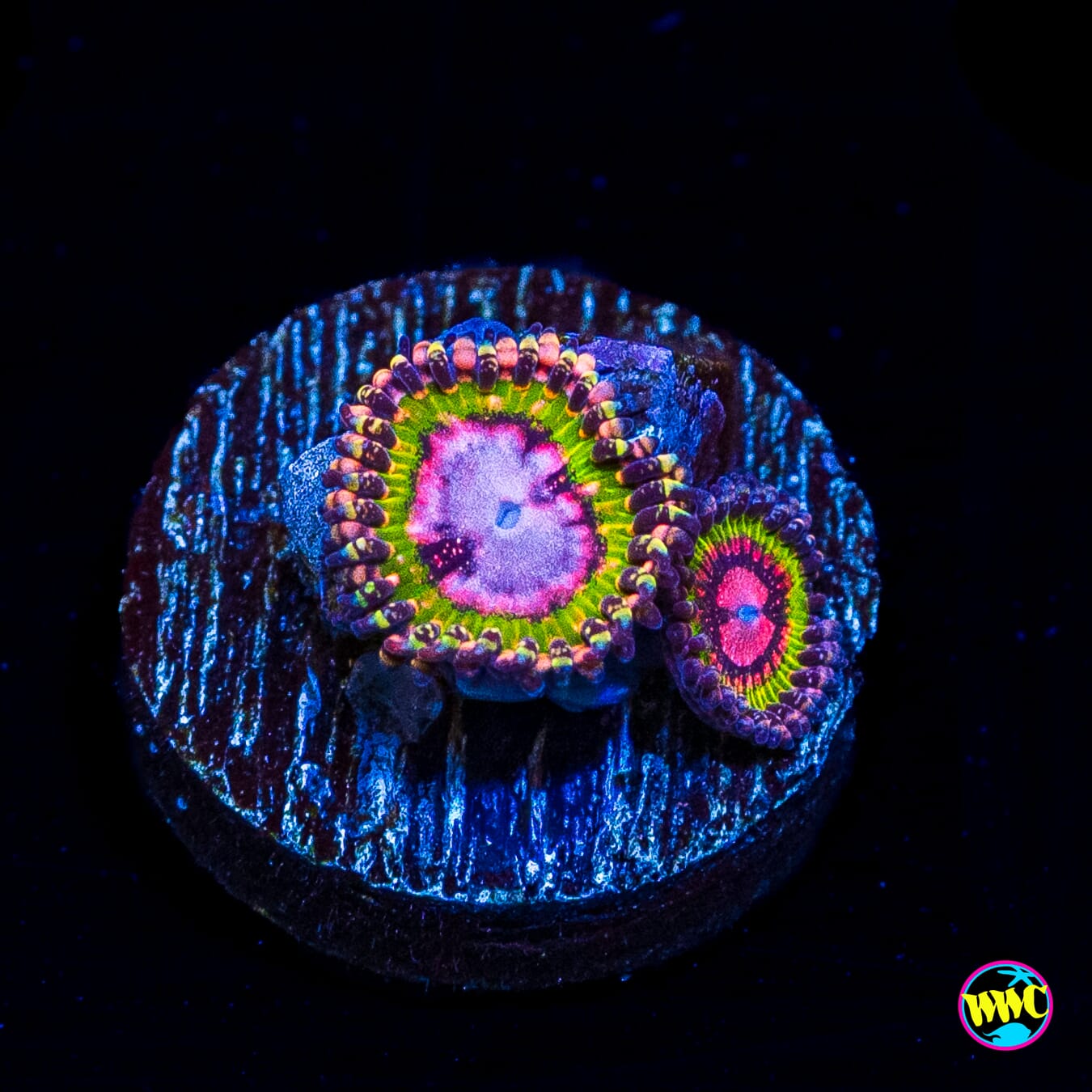 WWC Pink Krakatoa Zoanthids