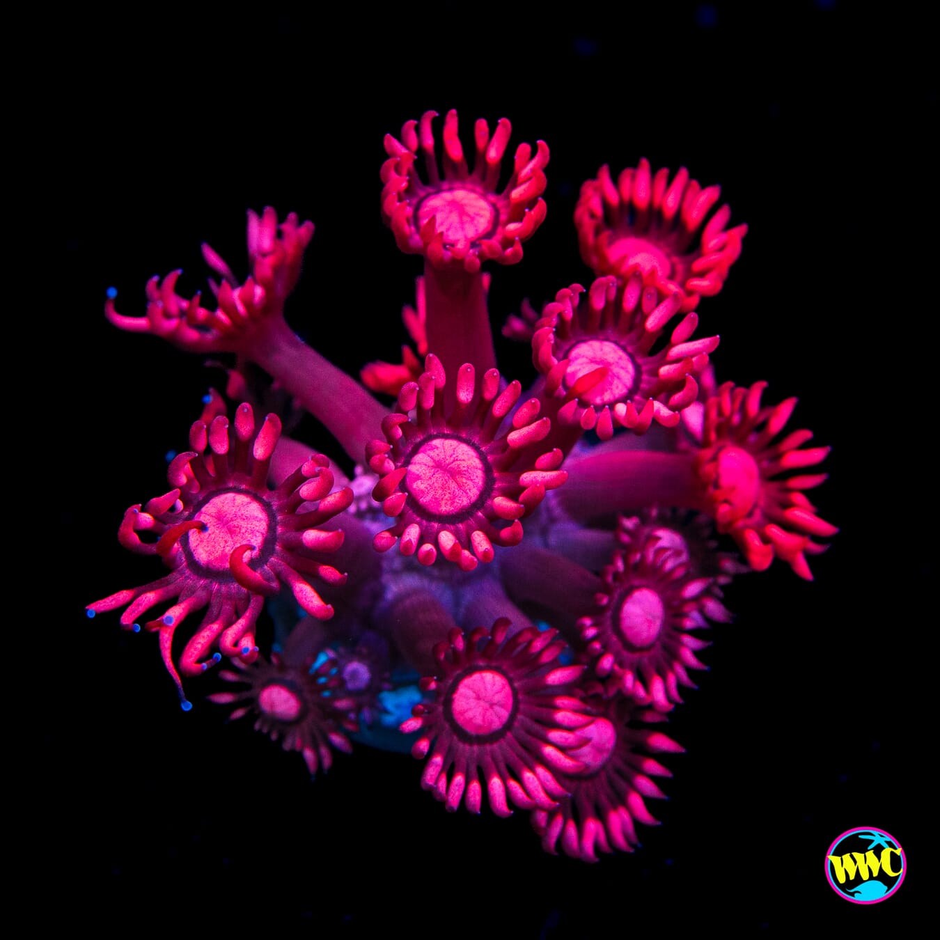 Pink Lotus Goniopora