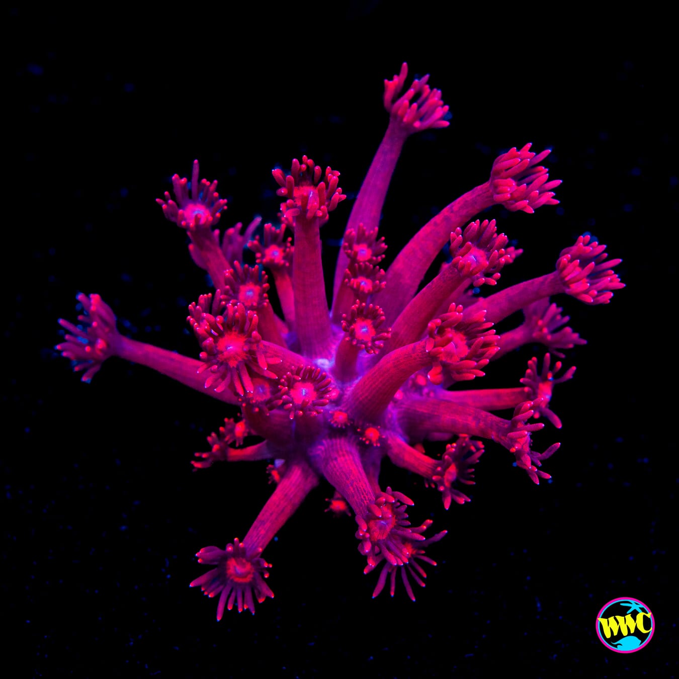 Cherry Red Goniopora