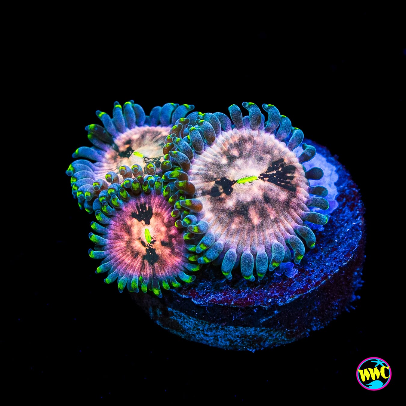 Hawaiian Ding Dang Zoanthids