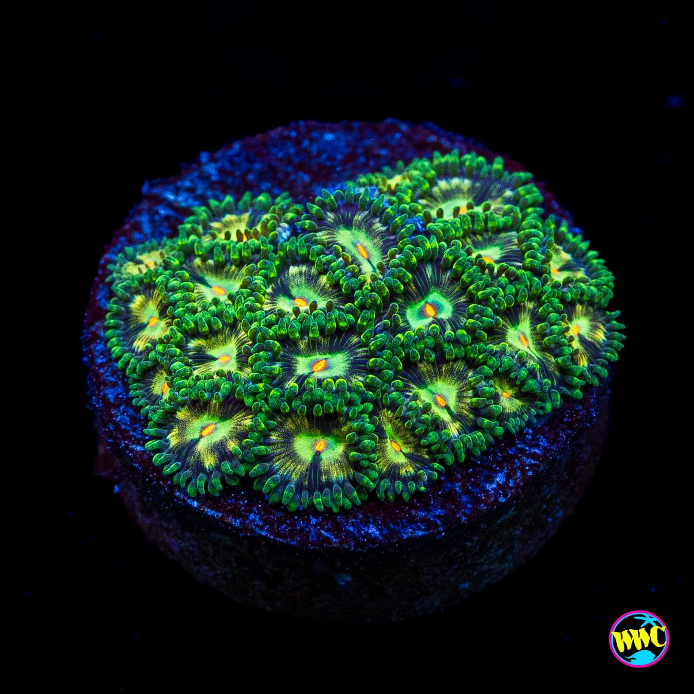 WWC Emerald Nightmare Zoanthids