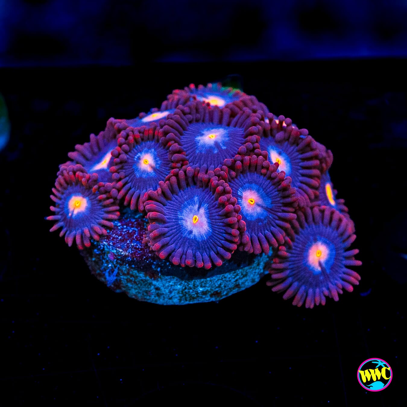 WWC Blue Steel Zoanthids