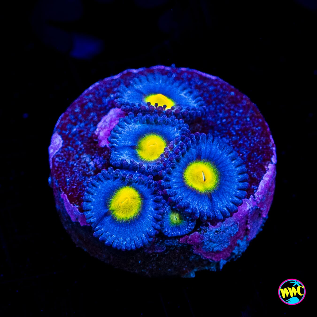 WWC AOI Zoanthids