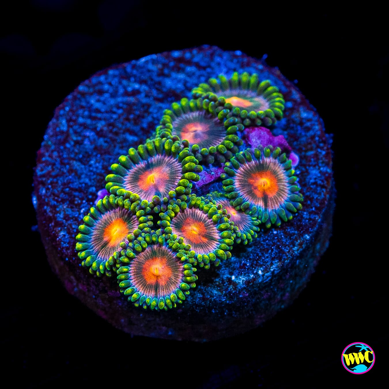 Blue Pinwheel Zoanthids
