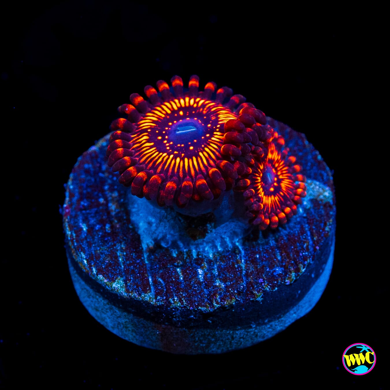 WWC Balrog Zoanthids
