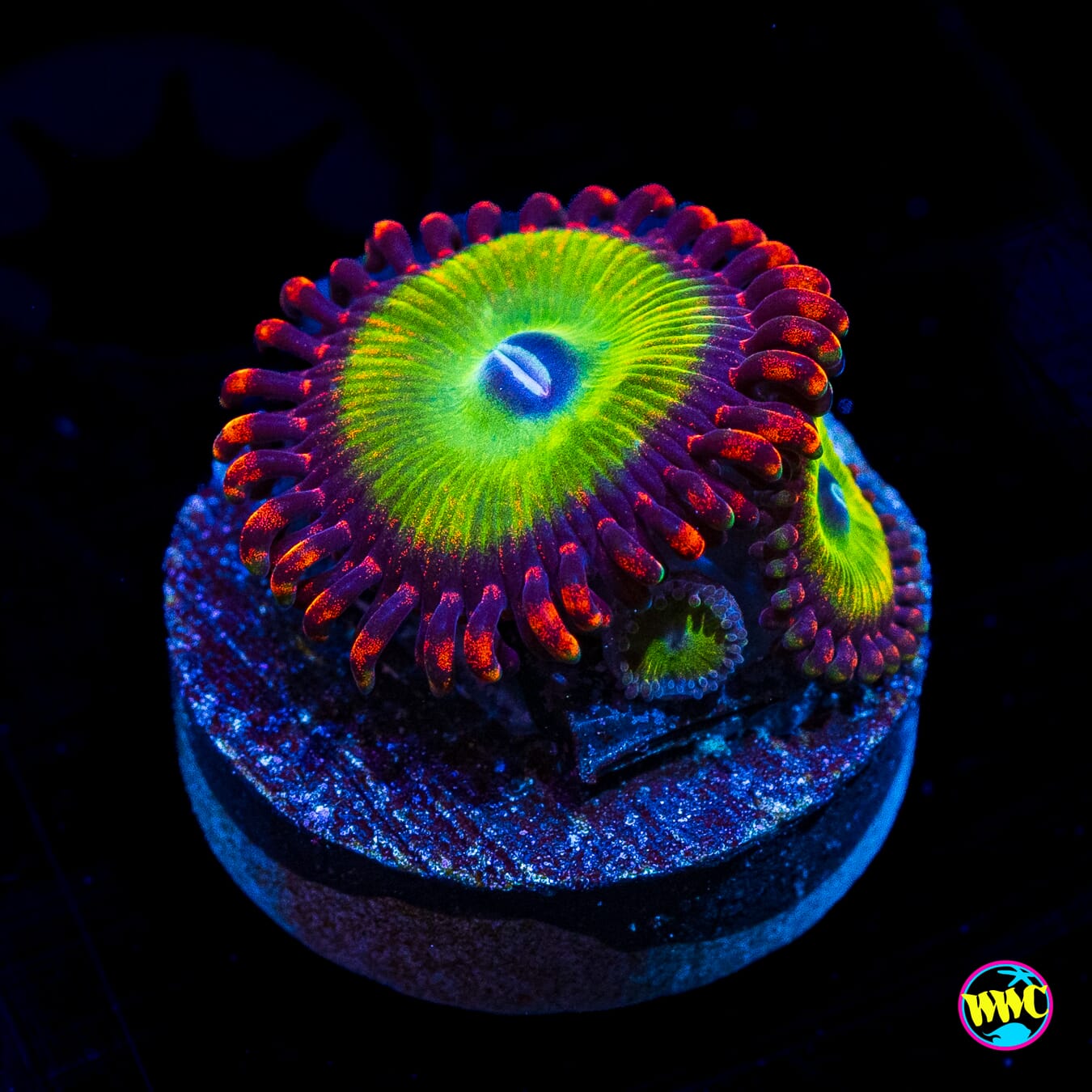 Candy Apple Red Zoanthids