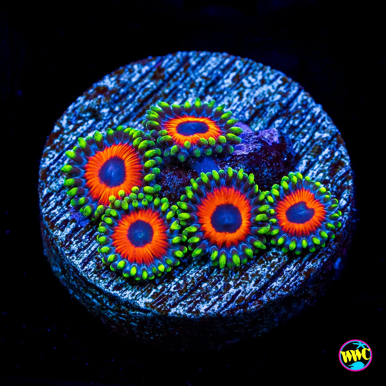 WWC Whammin Watermelon Zoanthids