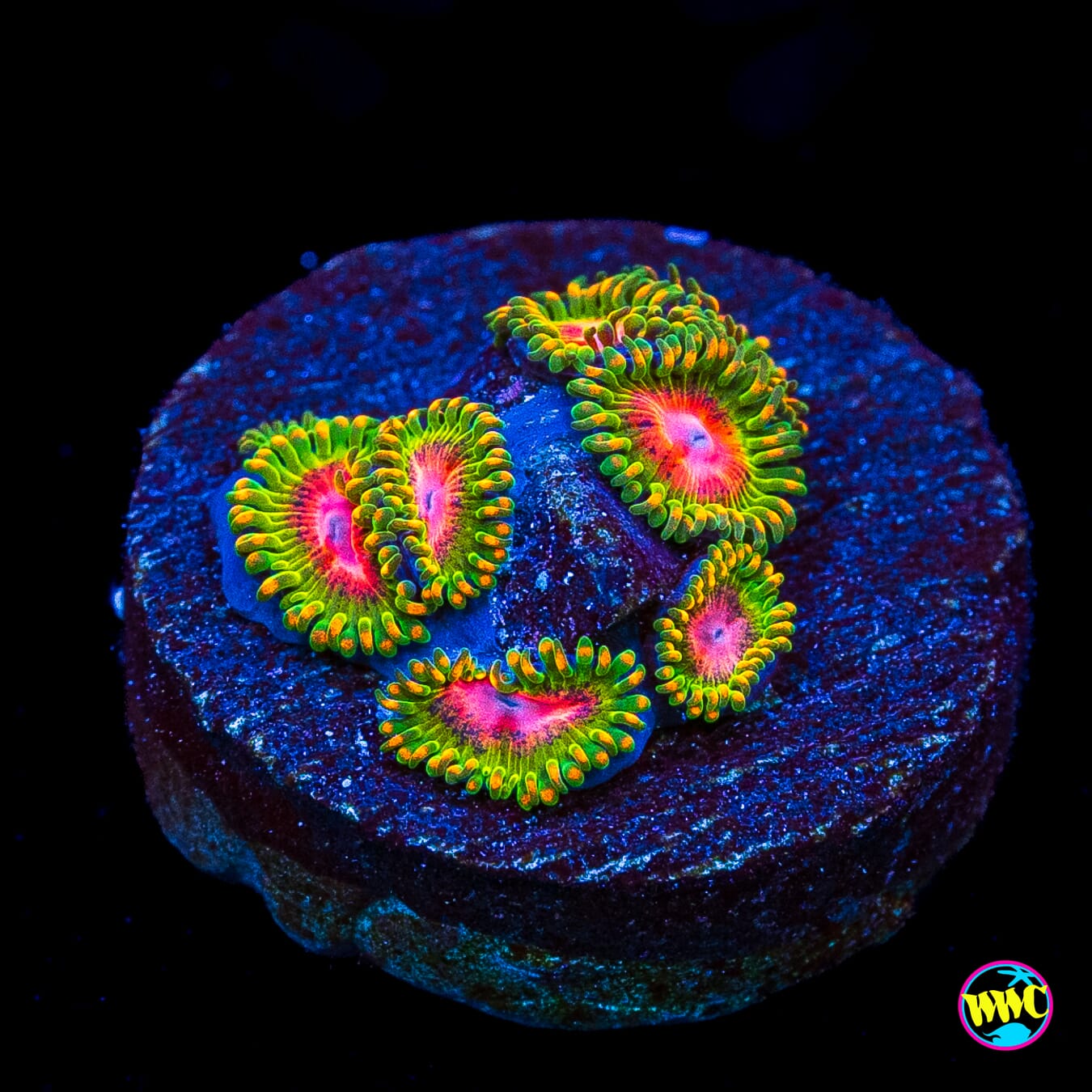 Awesome Blossom Zoanthids