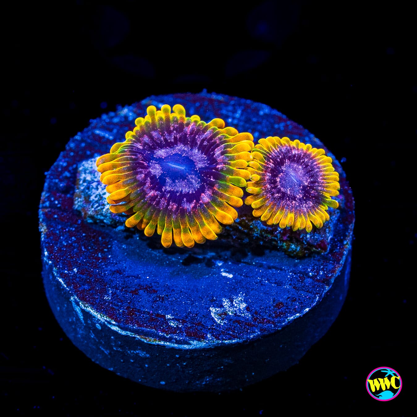 Jason Fox Acid Reflux Zoanthids