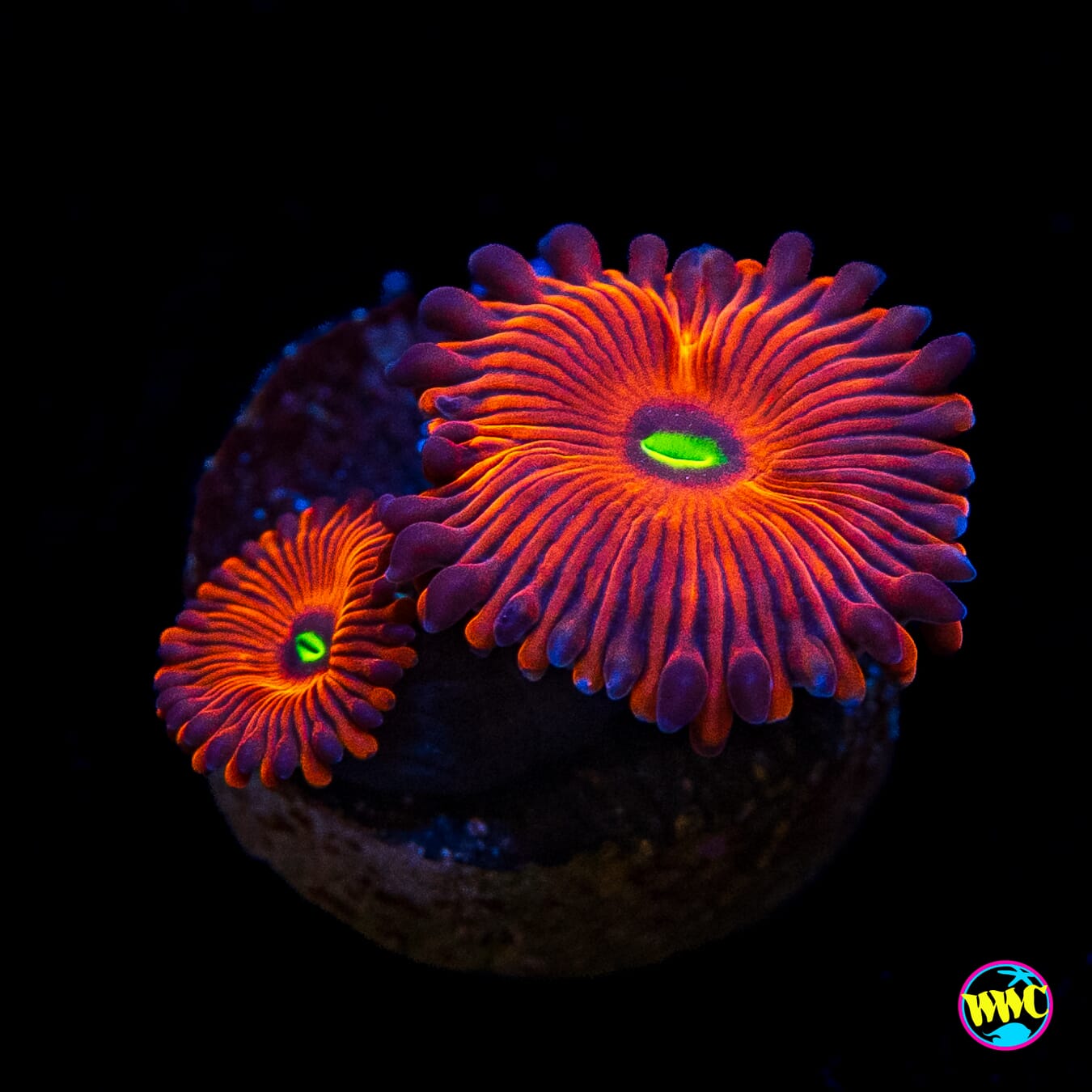 Red People Eater Zoanthids