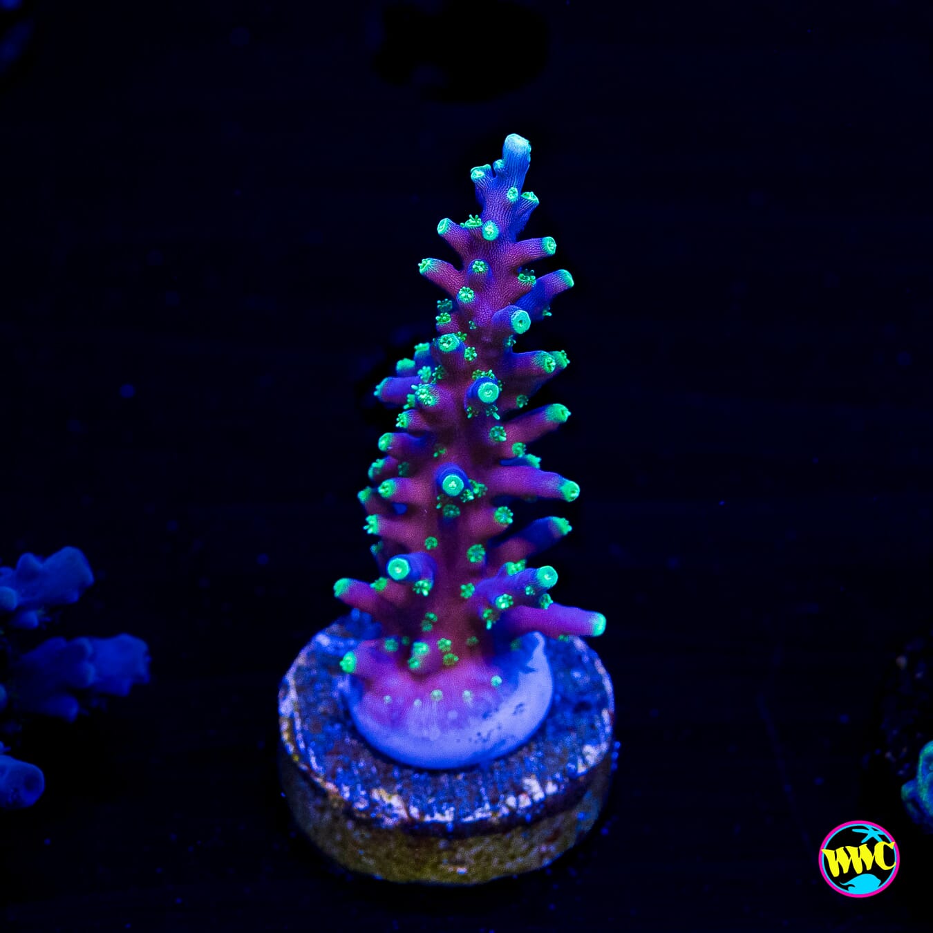WWC Moonshine Acropora