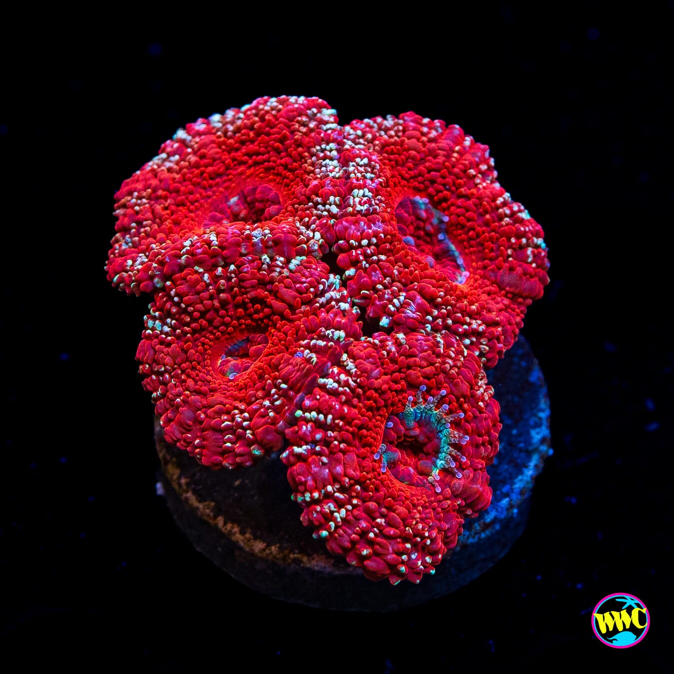 Metal Gear Aussie Lord