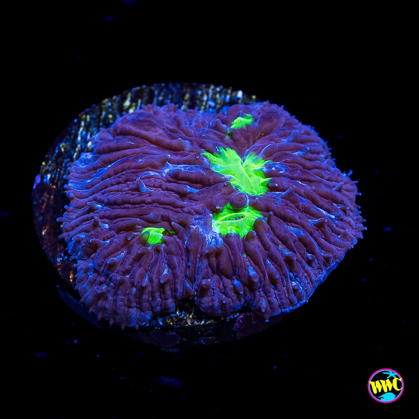 WWC Midnight Lovin Plate