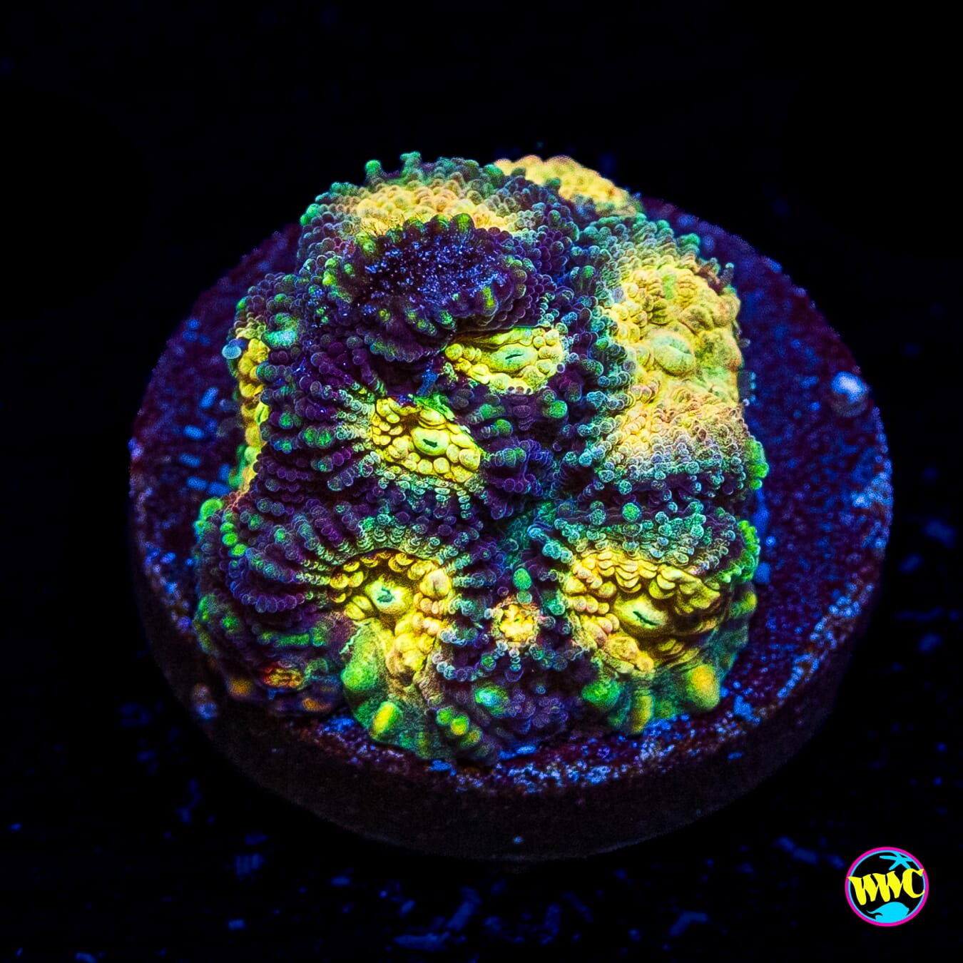 WWC Gold Digger Favia