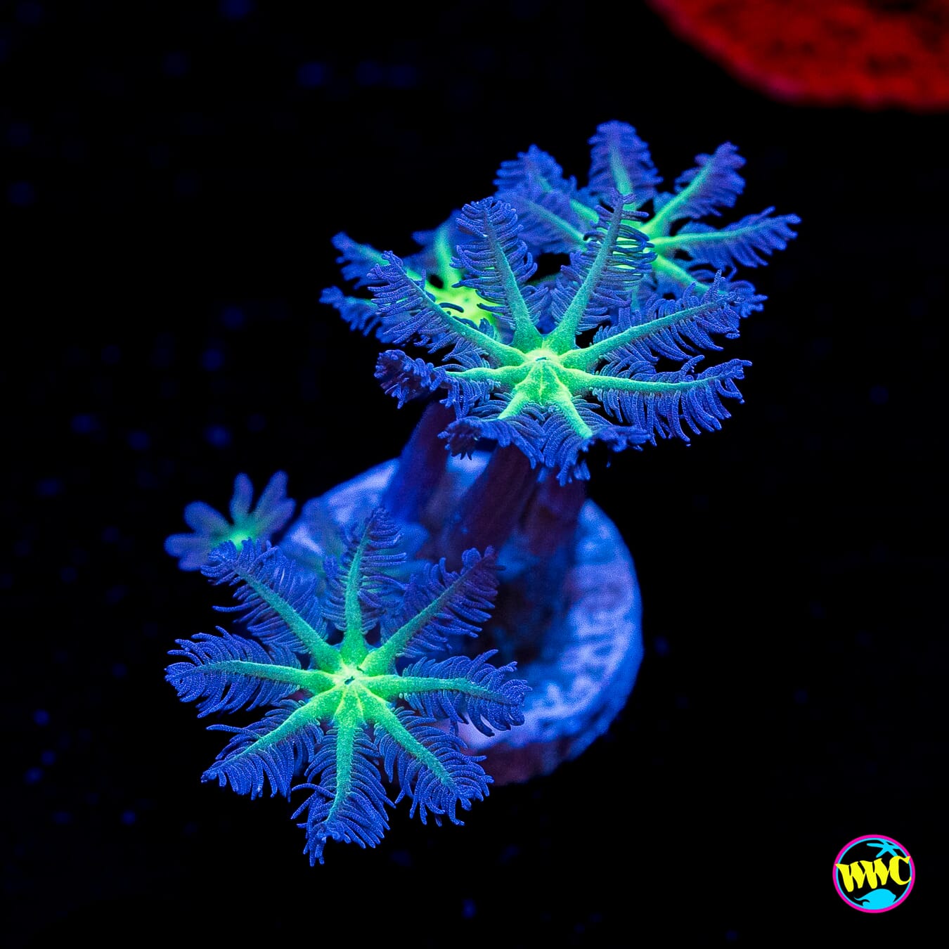 Neon Clove Polyps