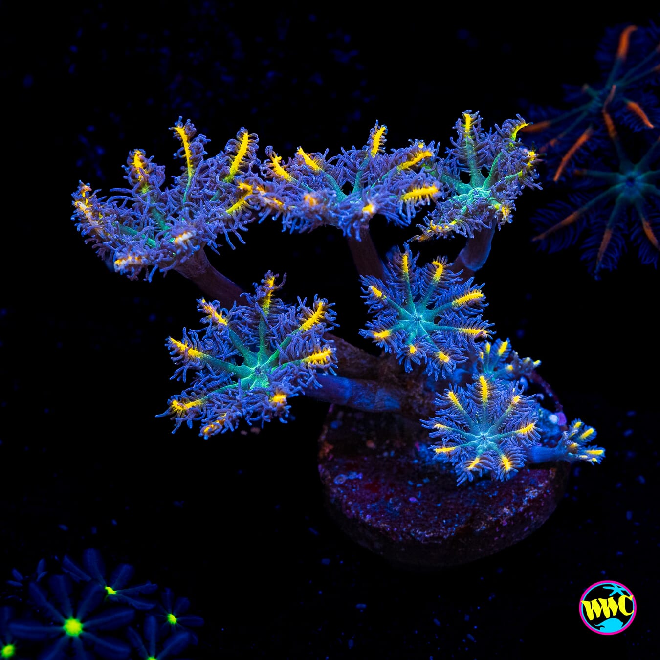 Flame Tipped Clove Polyps