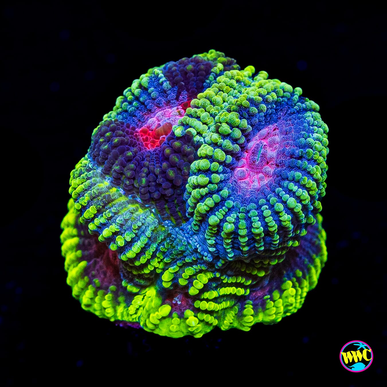 WWC Pinko de Gallo Favia