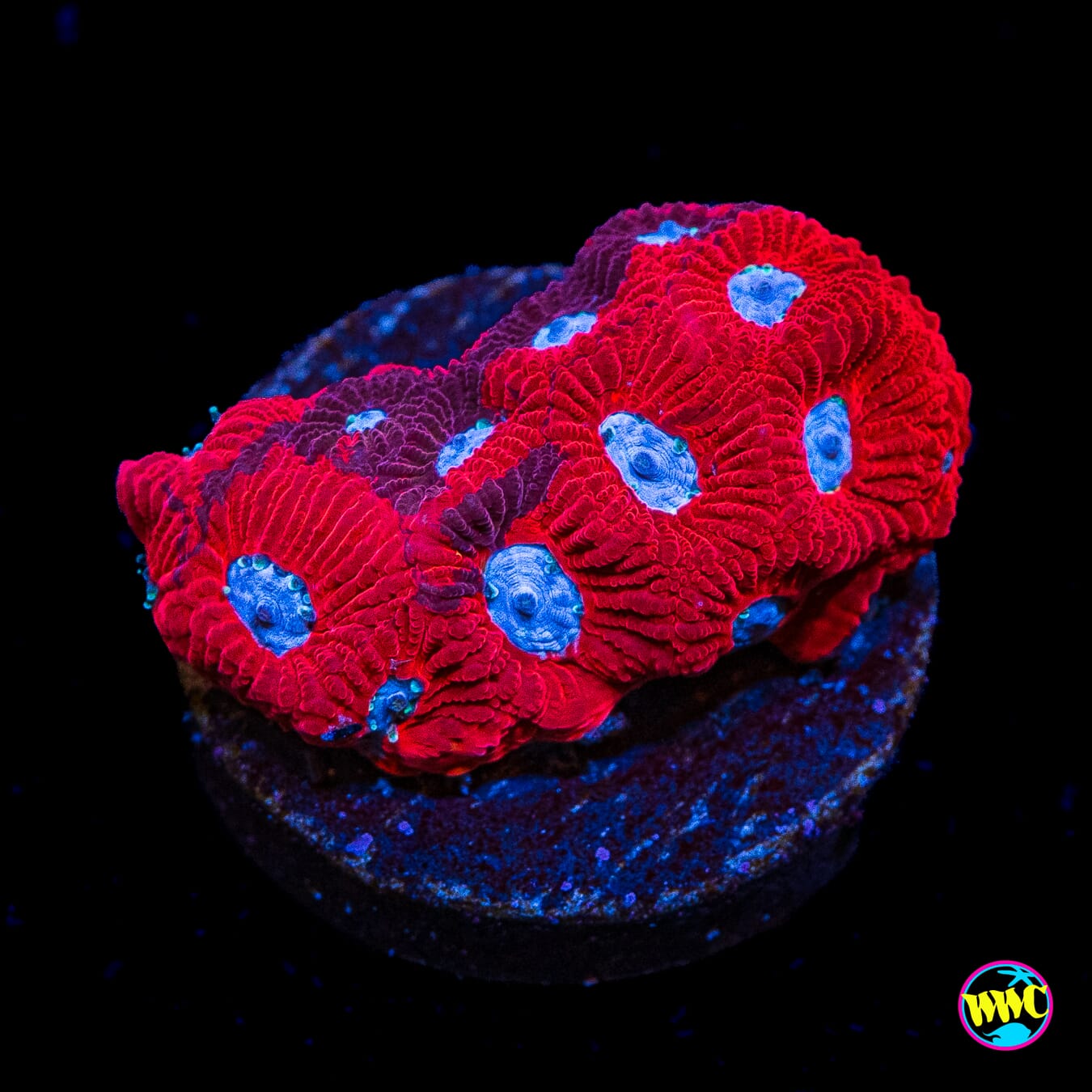 WWC Grafted Silver Fox Favites