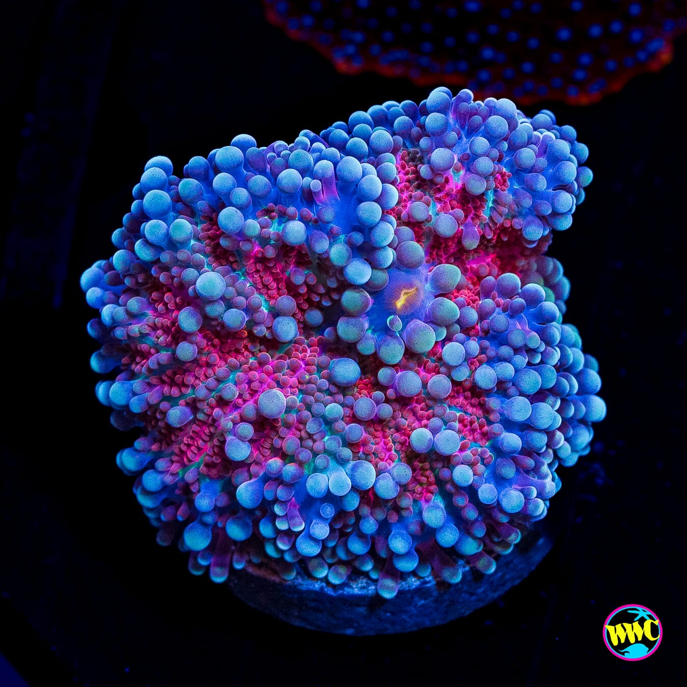 Frosted Nurple Yuma Mushroom