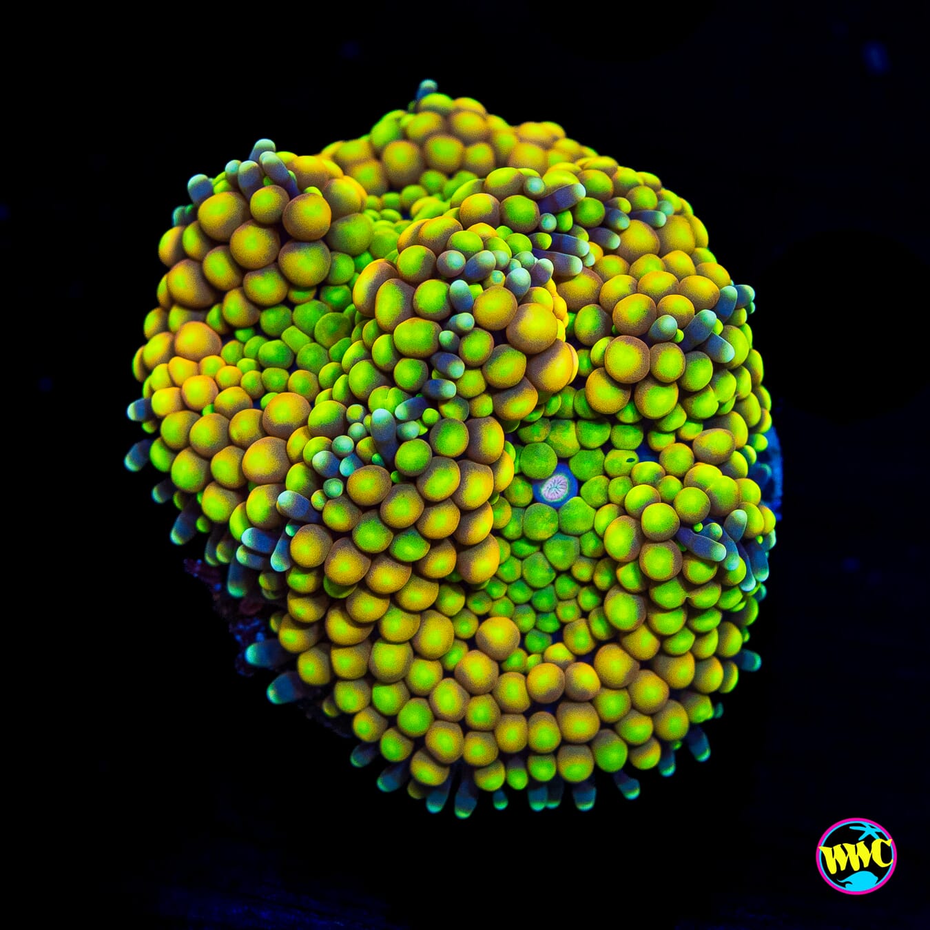 Limeade Ricordea Mushroom