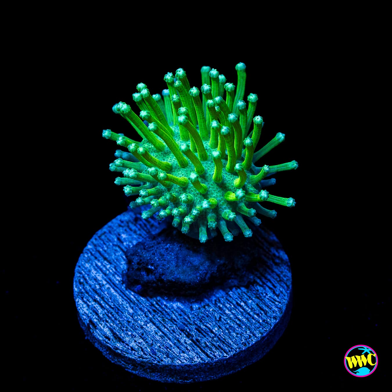 WWC Long Polyp Toadstool Leather