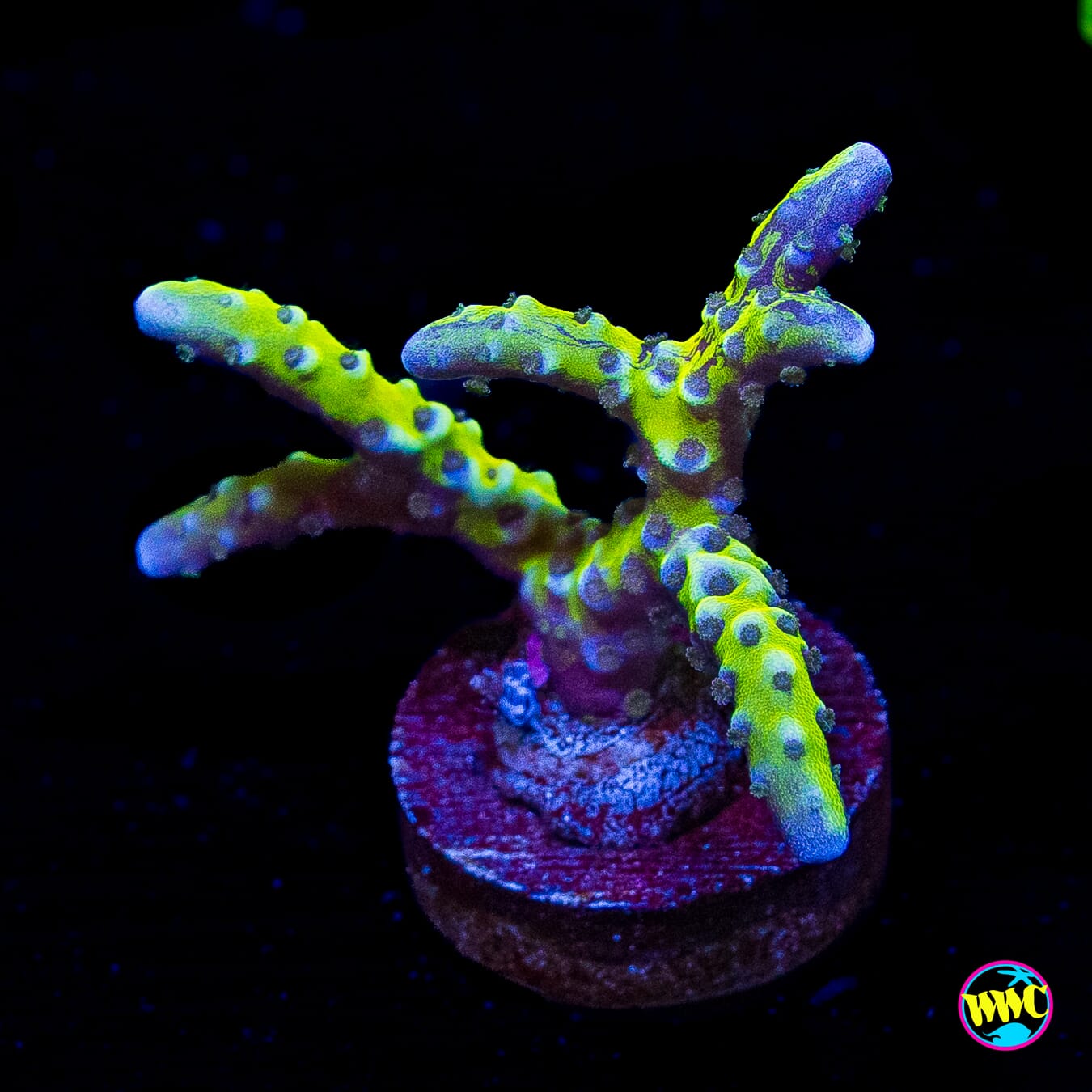 WWC Banana Hammock Anacropora