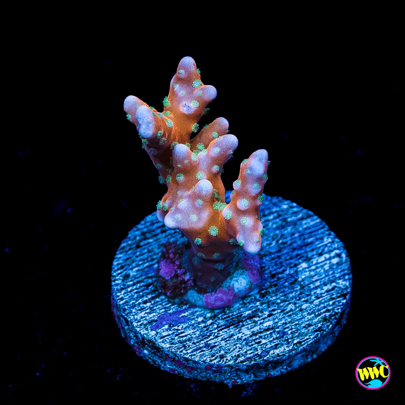 RR Tropicana Anacropora