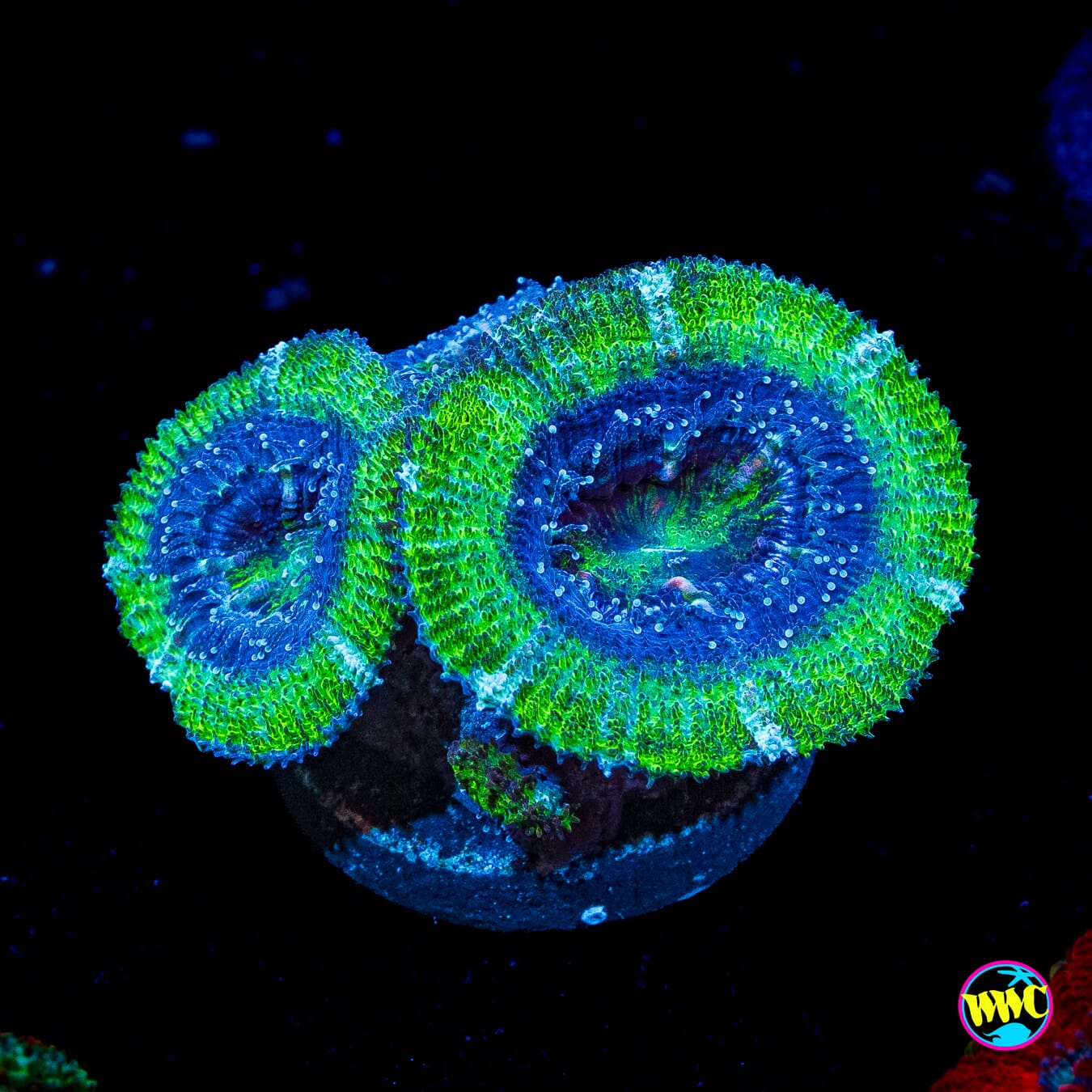 Spearmint Aussie Lord