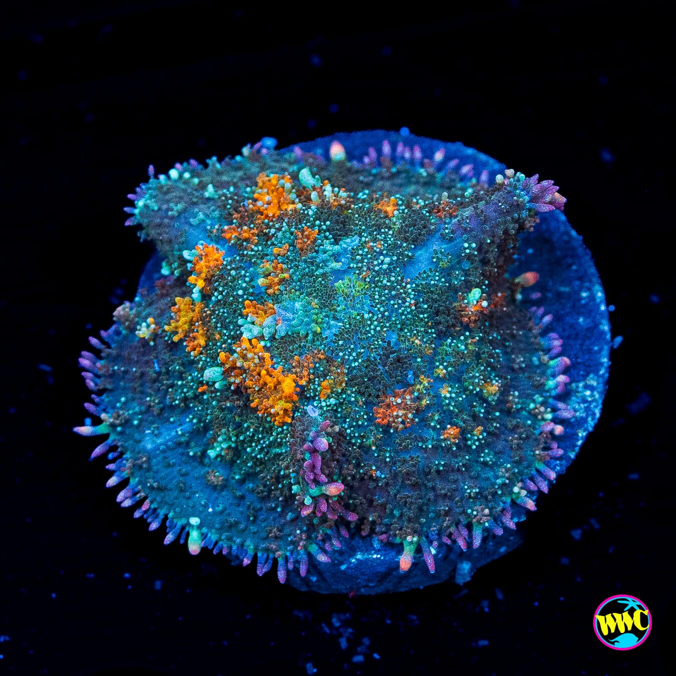 Carrot Top Carpet Rhodactis Mushroom