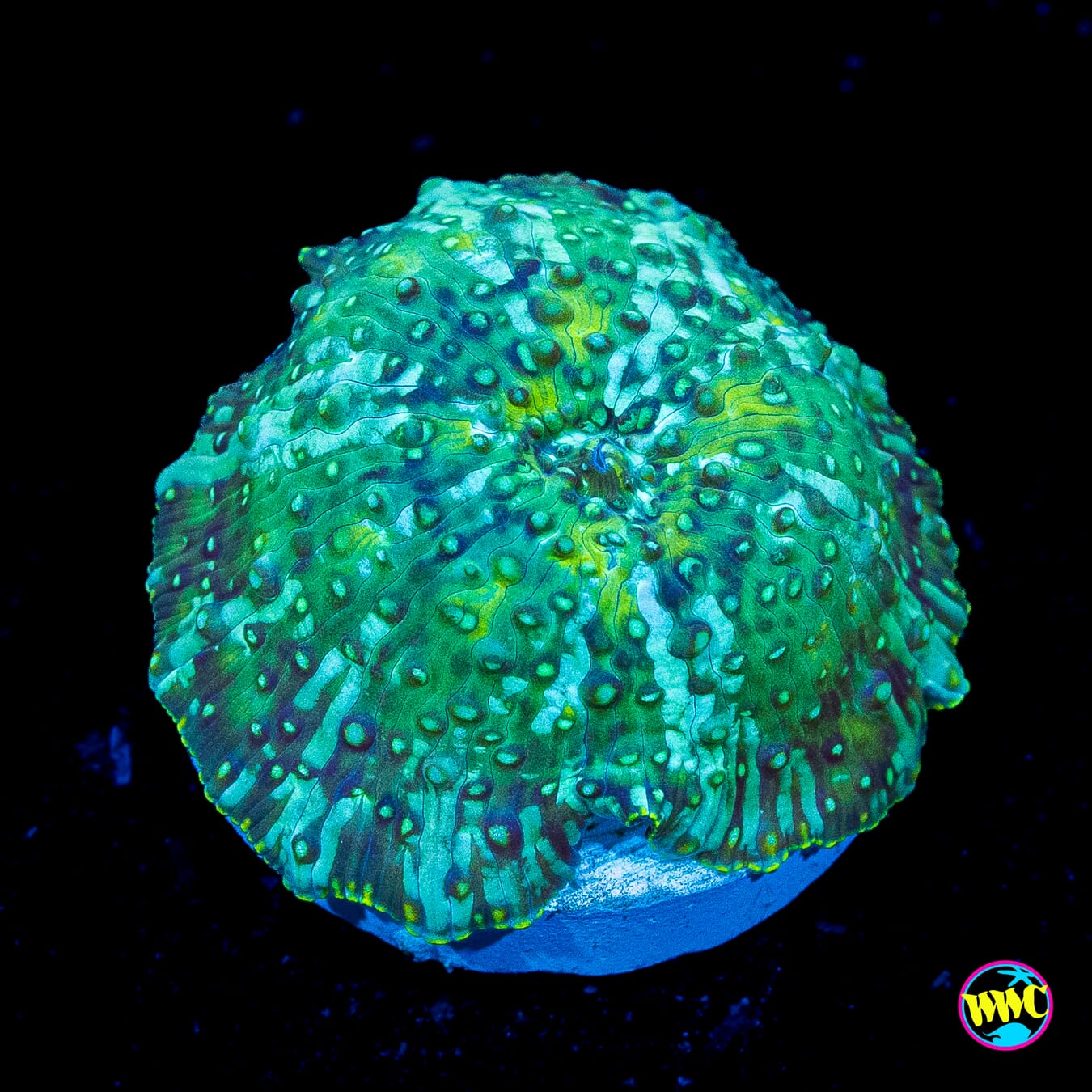 Tealio Disco Mushroom