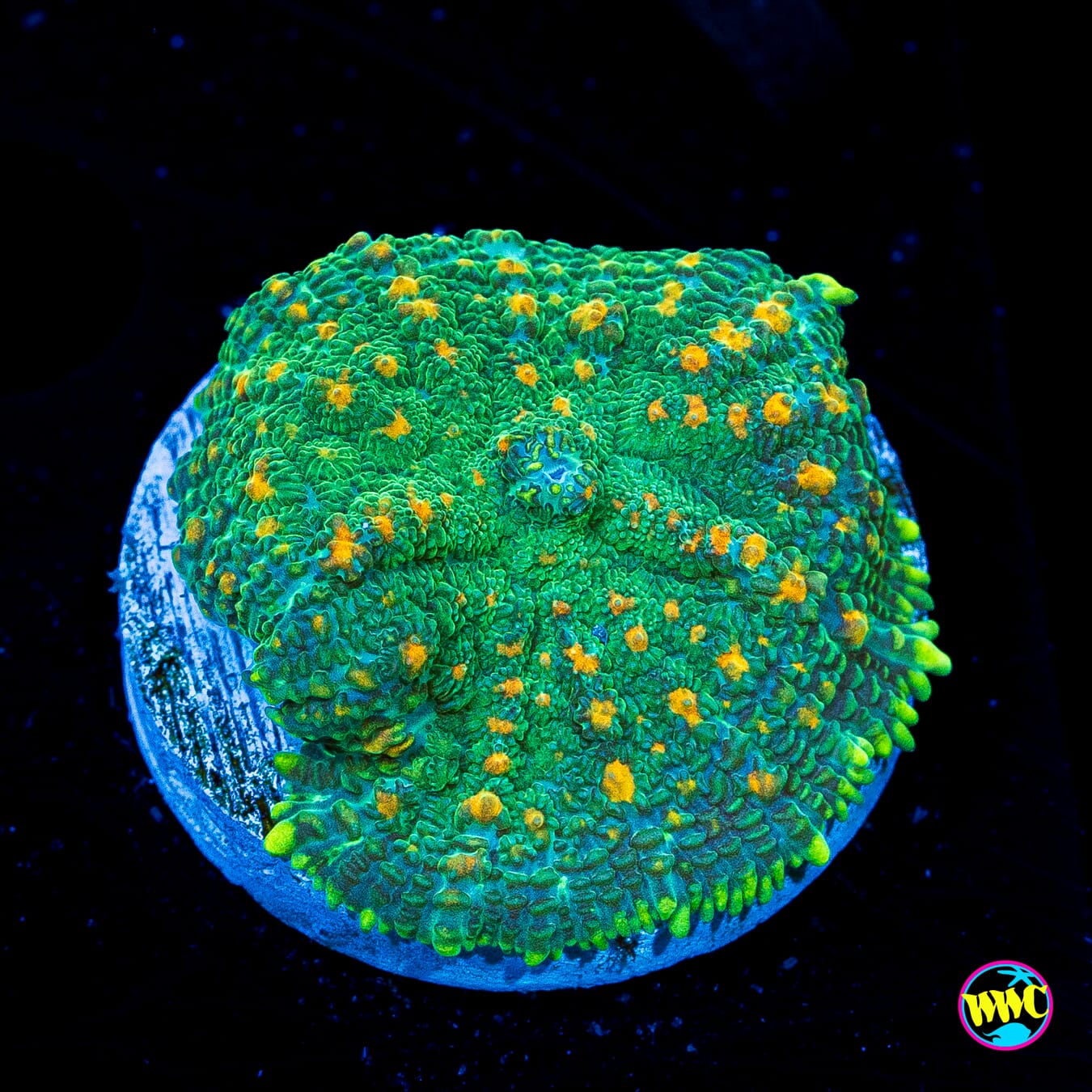 Orange Grove Rhodactis Mushroom