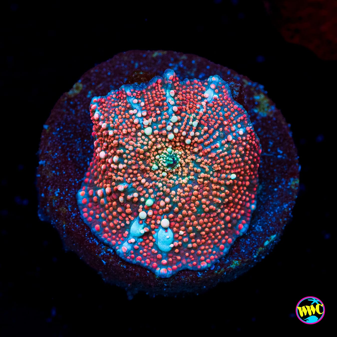 Red Interstellar Disco Mushroom