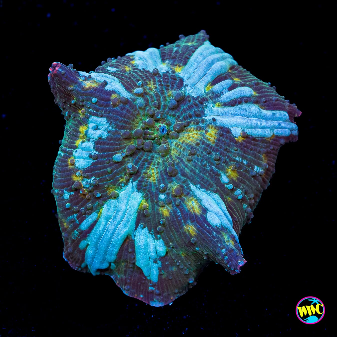 Interstellar Iguana Mushroom