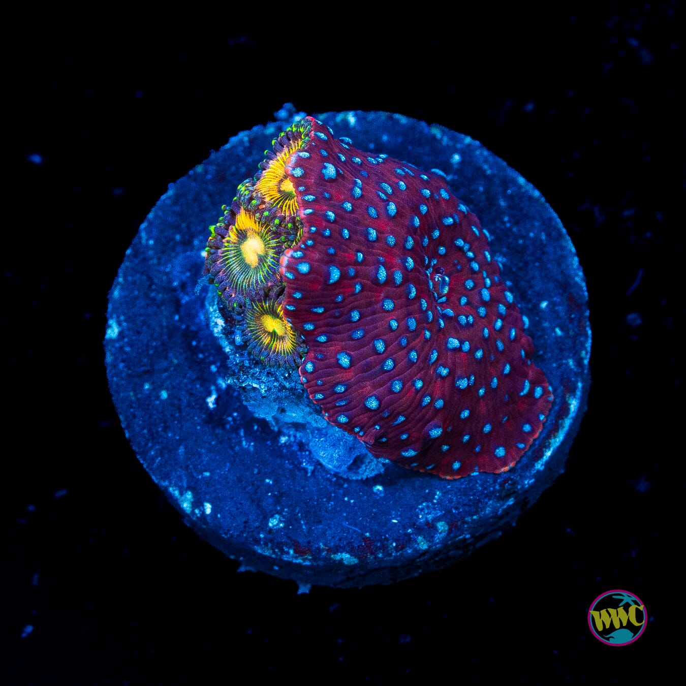 Blue Dot Disco and Zoanthids Combo Mushroom