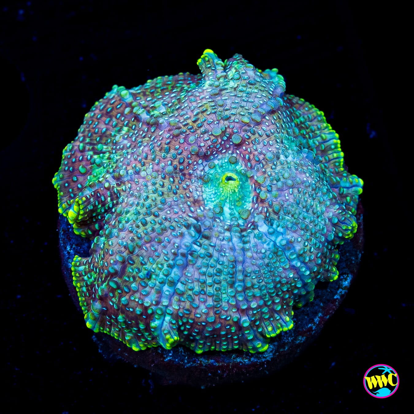 Trippin Iguana Disco Mushroom