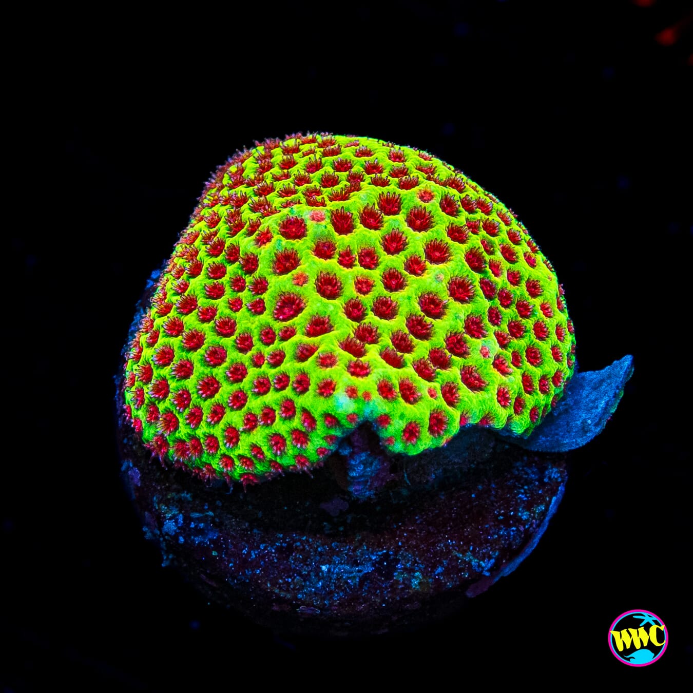 WWC The Grinchy Porites